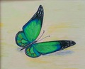 Imagen Mariposa II